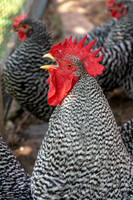 Howell_Living_Farm_2020-1487