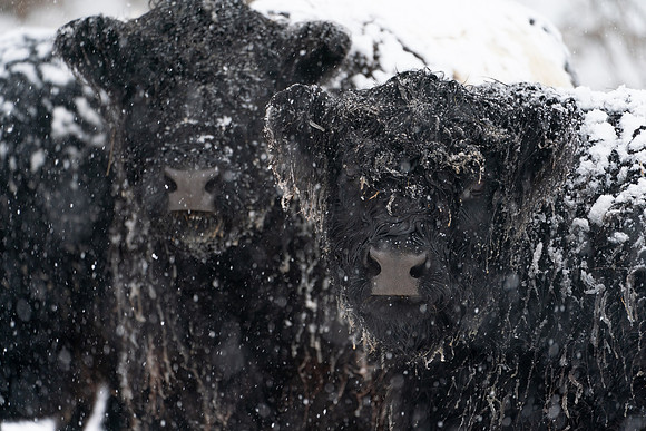 Happy_Hollow_Farm_Winter-602