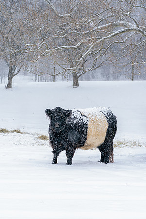 Happy_Hollow_Farm_Winter-583