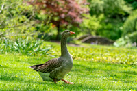 Hortulus_Farm_1_2020-636