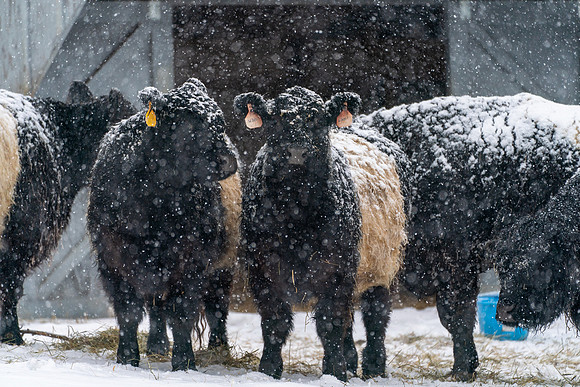 Happy_Hollow_Farm_Winter-128