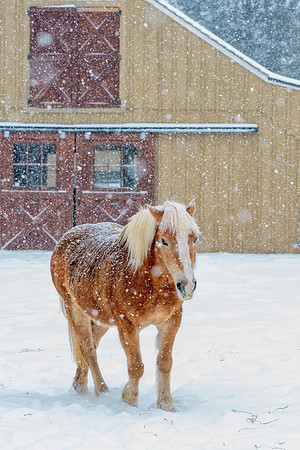 Sullivan_Stables_1_2021-129
