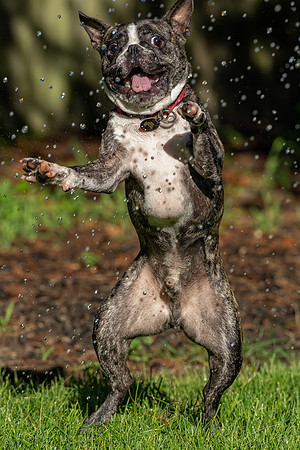 Wilbur_July_4_2022-5