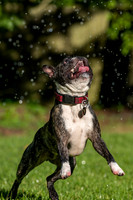 Wilbur_July_4_2022-33