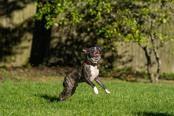 Wilbur_July_4_2022-48