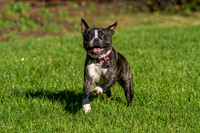 Wilbur_July_4_2022-14