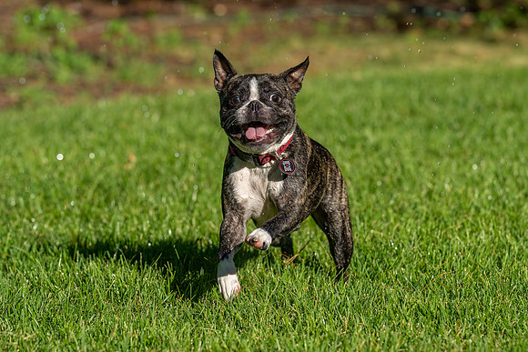 Wilbur_July_4_2022-14