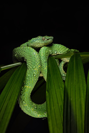 Costa_Rica_9_2022-457