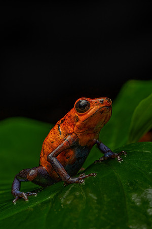 Costa_Rica_7_2022-627