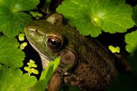 Tyler_Arboretum_2_2022