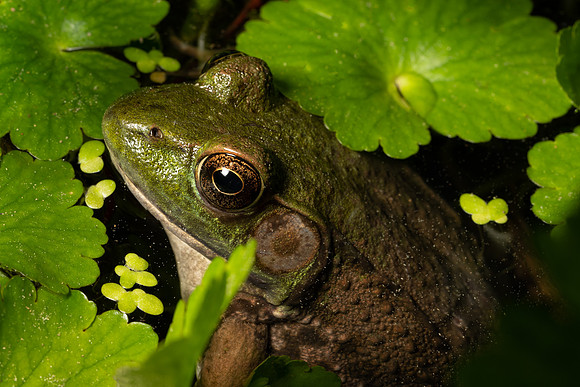 Tyler_Arboretum_2_2022