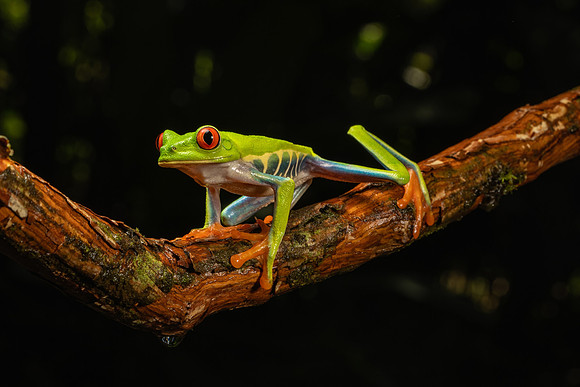 Costa_Rica_9_2022-420