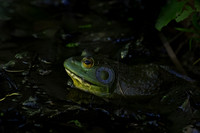 Tyler_Arboretum_5_2022