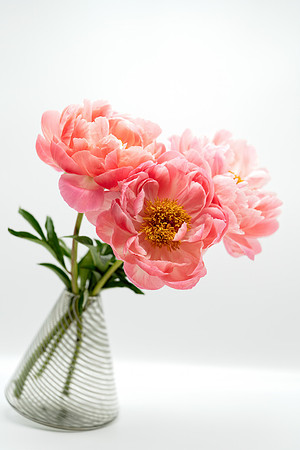 Peony_Play_2021-165