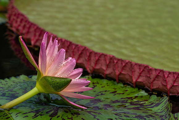 Longwood_3_2021-177