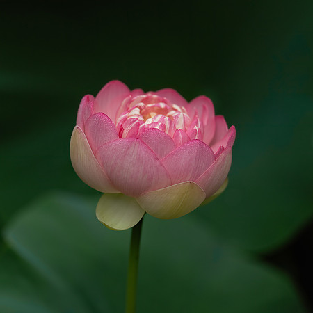 Chanticleer_9_2021-051