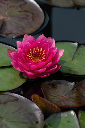 Longwood_3_2021-053