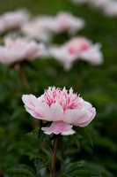 Styers_Peonies_2022-140