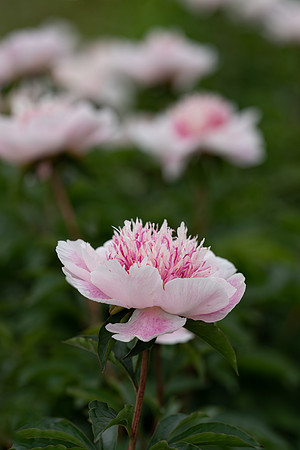 Styers_Peonies_2022-140