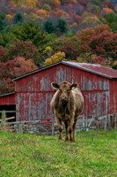 Western_Virginia_2021-230