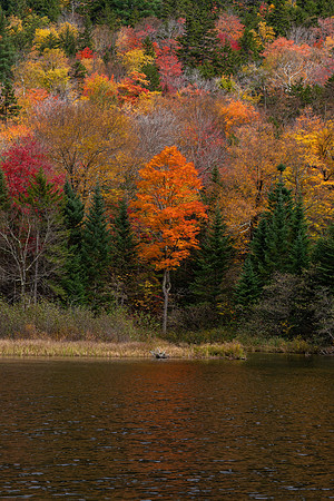 NH_Kangamangus_Hwy_White_Mountains_2021-791