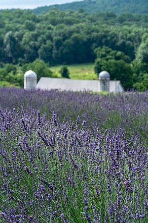 Warwick_Furnace_Farm_2020-029