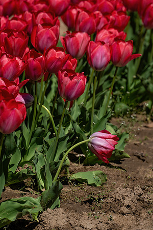 Dalton_Farm_Tulips_2020-128
