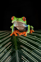 Frogs, Lizards, Gators & Snakes